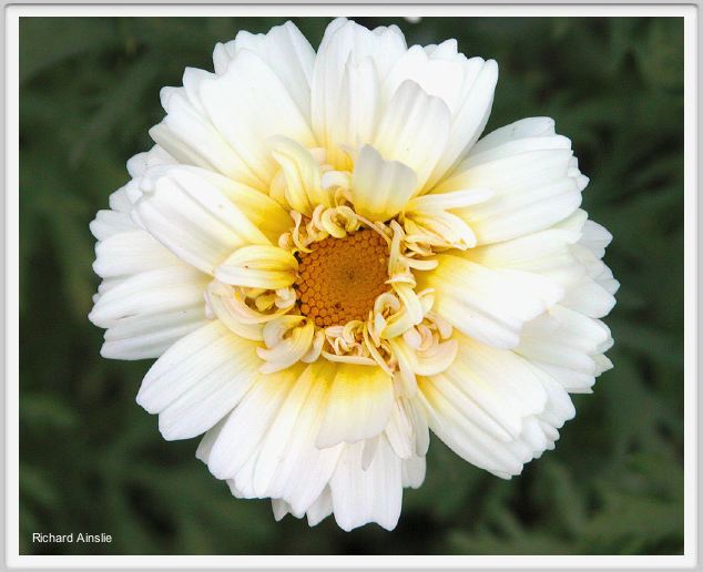 heliopsis.jpg