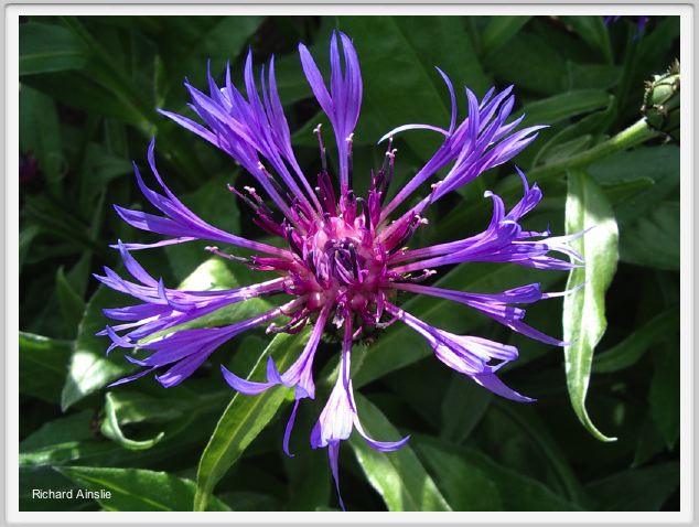 knapweed.jpg