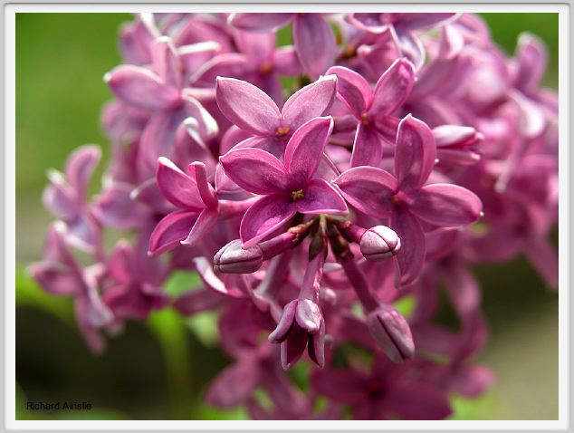 lilac.jpg