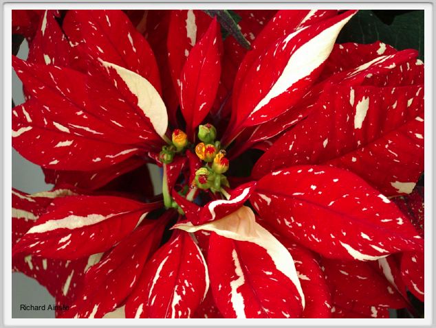 poinsettia.jpg