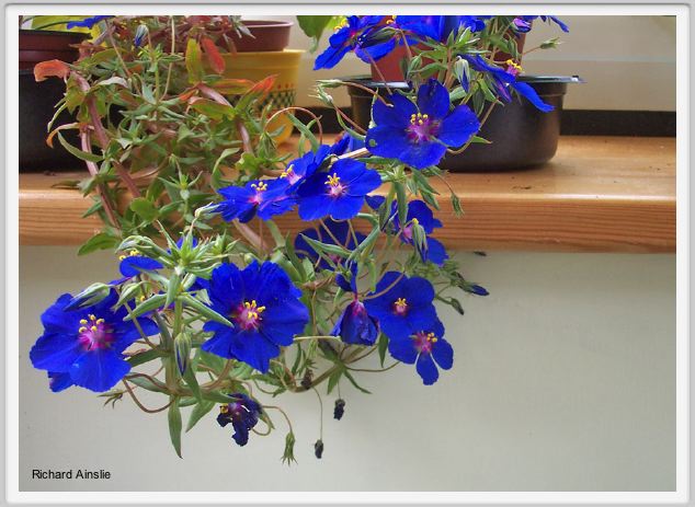 anagallis.jpg