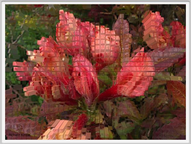 rhododendron blocks.jpg