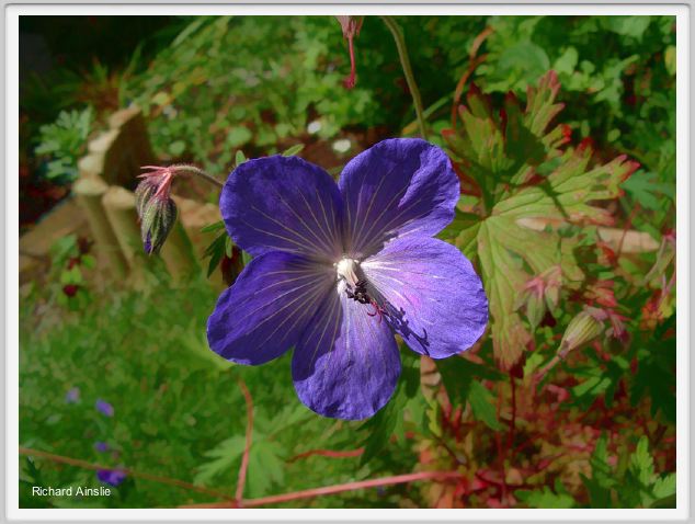 wild geranium.jpg