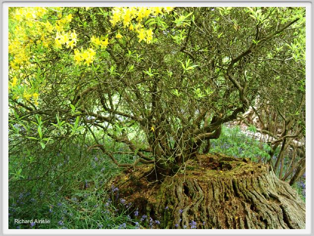 ancient azalea.jpg