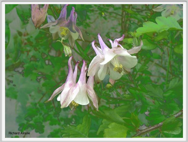 aquilegia.jpg