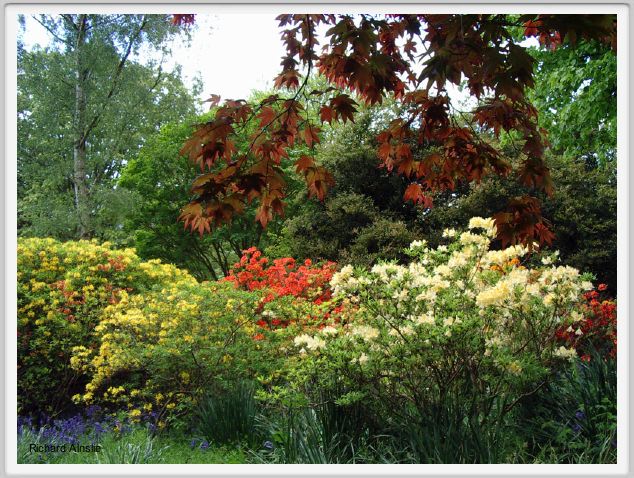 azaleas.jpg
