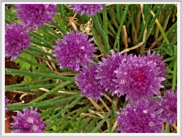 chives.jpg
