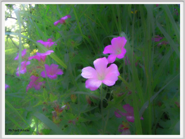 geraniums.jpg