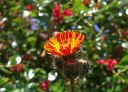 hawkweed.jpg