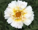 heliopsis.jpg