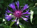 knapweed.jpg