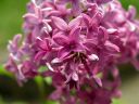 lilac.jpg