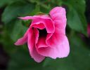 mallow bud.jpg