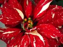 poinsettia.jpg