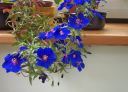 anagallis.jpg