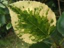 poplar leaf.jpg