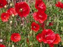 poppy wall.jpg