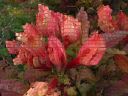 rhododendron blocks.jpg