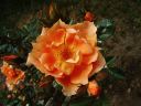 rose arch rose.jpg