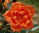 rose.jpg
