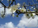 Tamar blossom.jpg