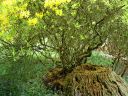 ancient azalea.jpg
