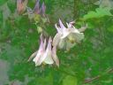 aquilegia.jpg