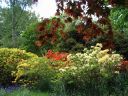 azaleas.jpg