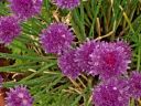 chives.jpg