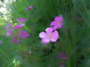 geraniums.jpg