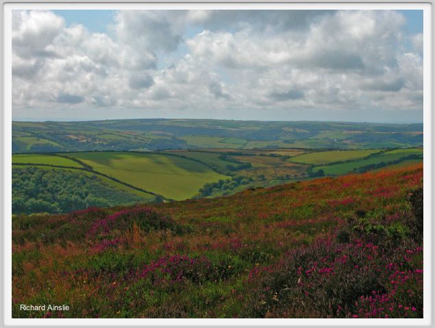 Exmoor summer.jpg