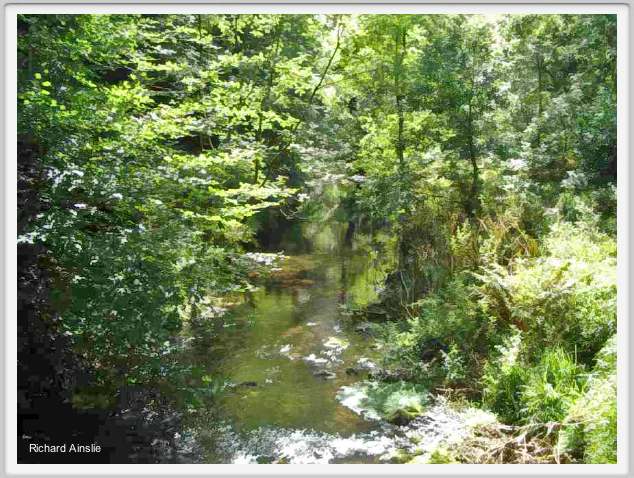 sunny brook.jpg