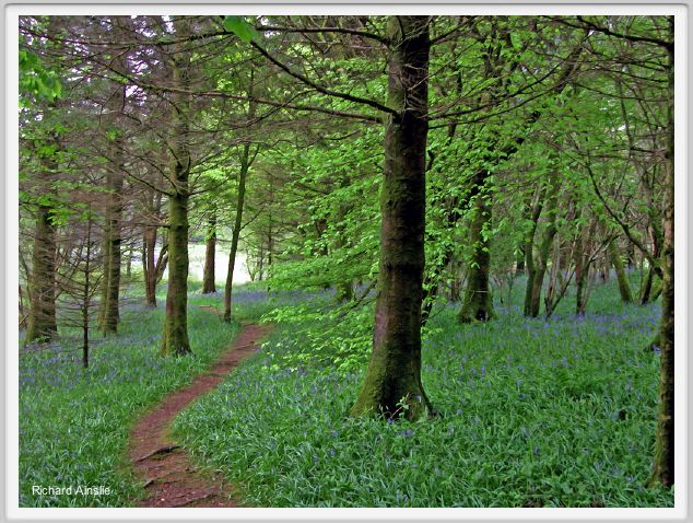 bluebells.jpg