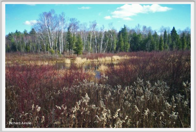 Canadian bog.jpg