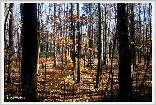 Canadian wood.jpg