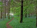 bluebells.jpg