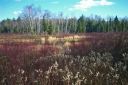 Canadian bog.jpg