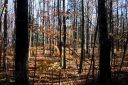 Canadian wood.jpg