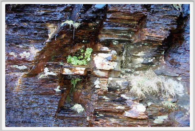 the persistence of veg.jpg