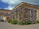 historic wisteria.jpg