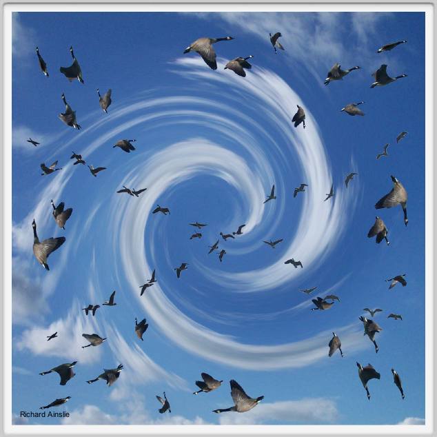 birdswirl.jpg