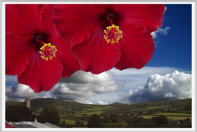 hibiscus sun.jpg