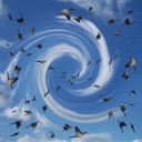 birdswirl.jpg