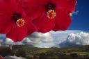hibiscus sun.jpg