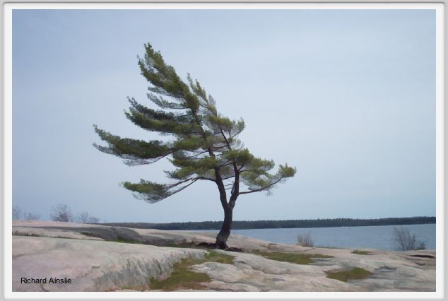  Canadian pine.jpg