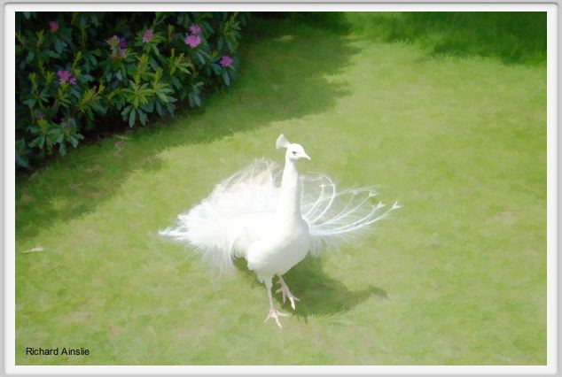 dancing white peacock.jpg