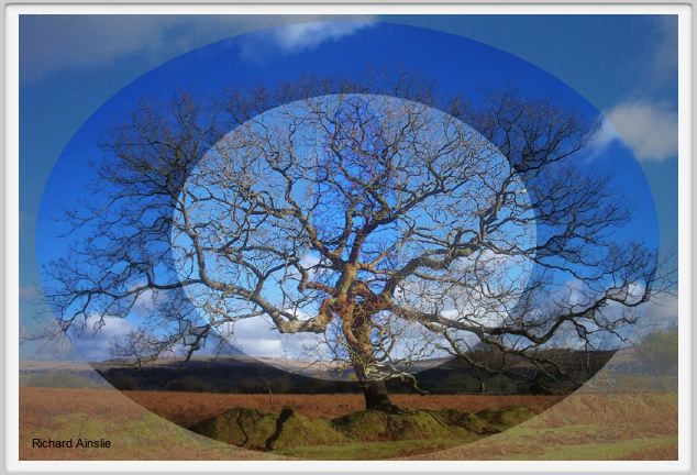 Dartmoor oak.jpg