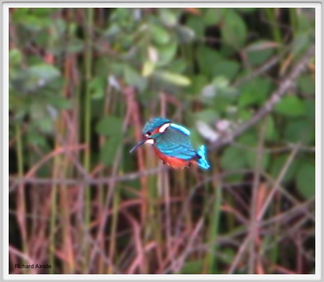 kingfisher A.jpg