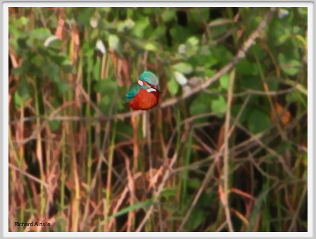 kingfisher B.jpg