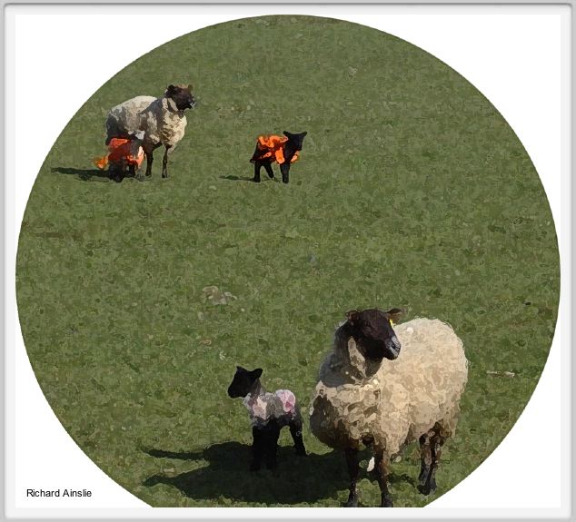 lambs with macs.jpg